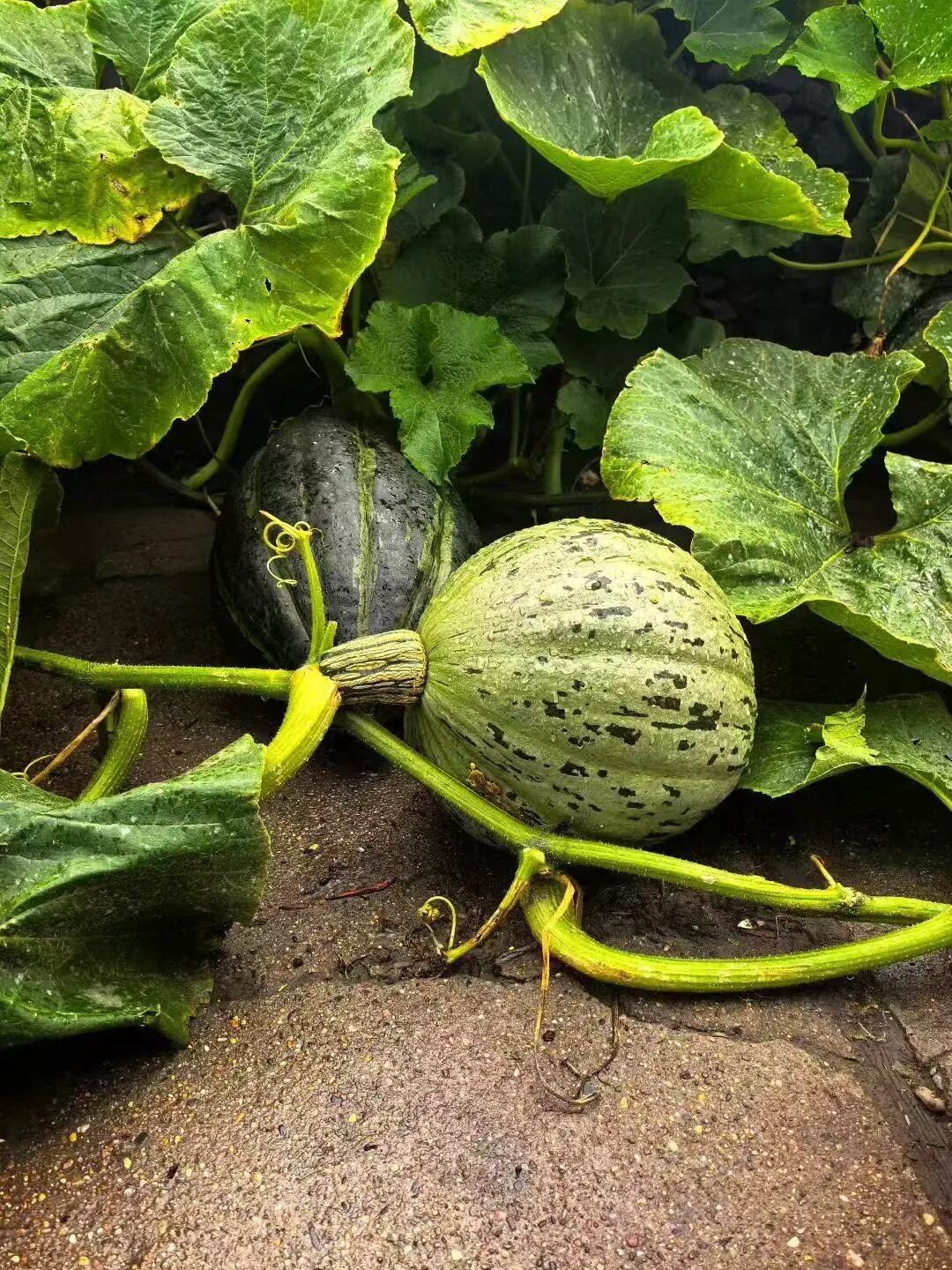 1756959823174628.jpg 微信图片_2025-09-04_101129_517.jpg