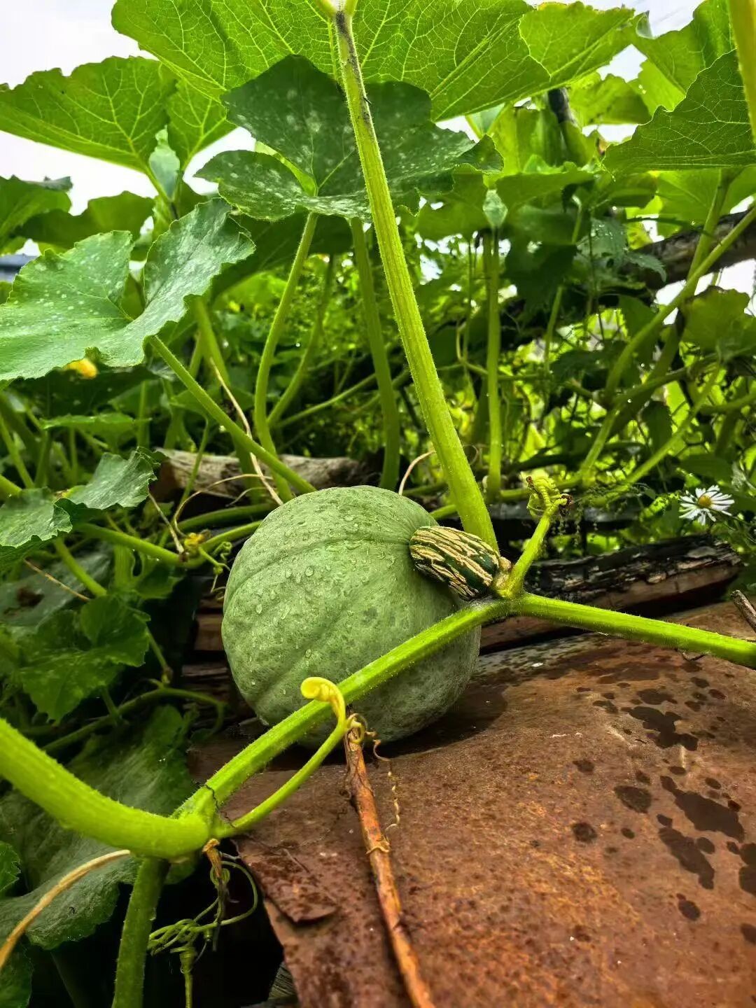 1756959831130263.jpg 微信图片_2025-09-04_101131_878.jpg