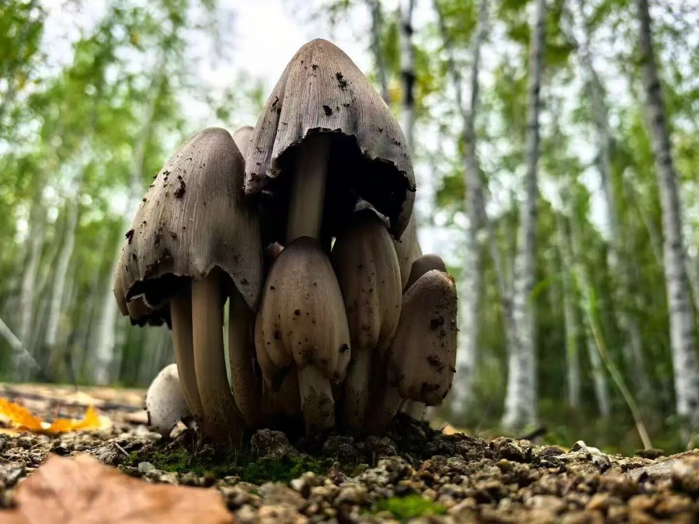 1756960233139243.jpg 微信图片_2025-09-04_101139_815.jpg